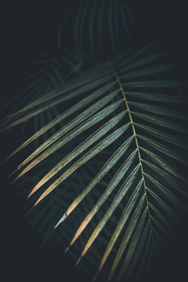 Makroaufnahme einer roten Hibiskusblüte mit Wassertropfen – Detailfotografie Madeira Flora
